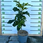 Dub zamatový (Quercus velutina) - výška 40-70 cm, kont. C5L